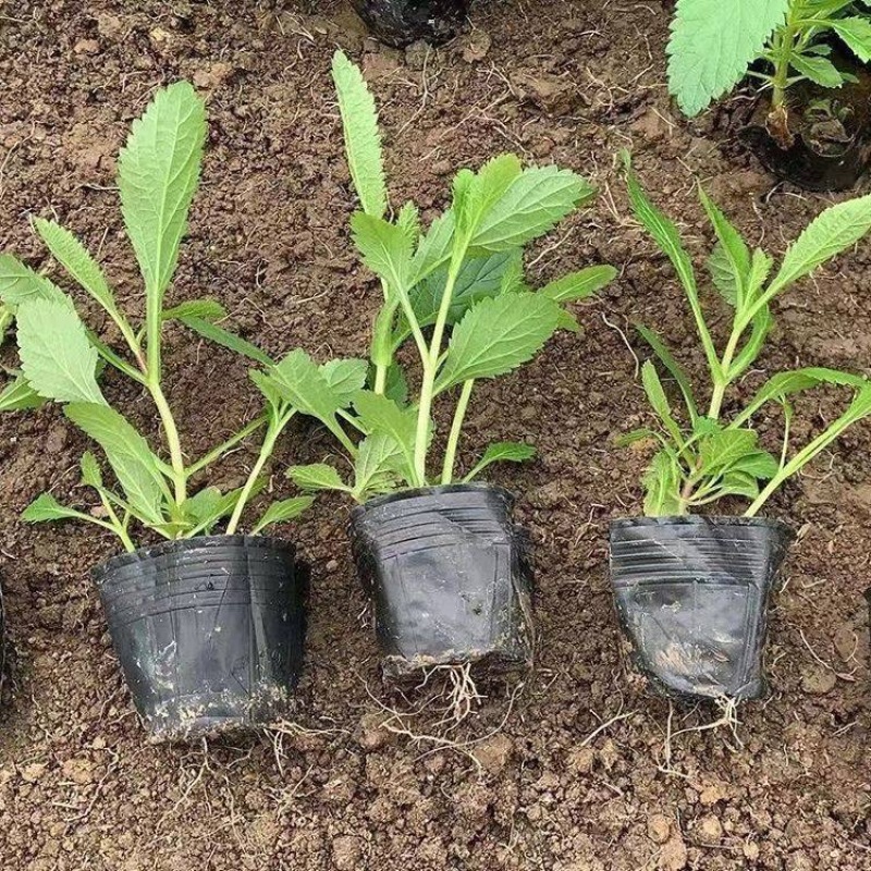 山东柳叶马鞭草种植大量供应柳叶马鞭草100万株