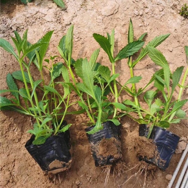 山东柳叶马鞭草种植大量供应柳叶马鞭草100万株