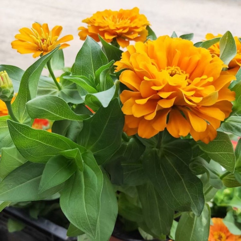 百日草观花百日草一手货源基地直发多种颜色可选