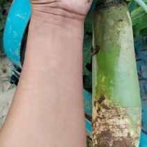 水果青萝卜