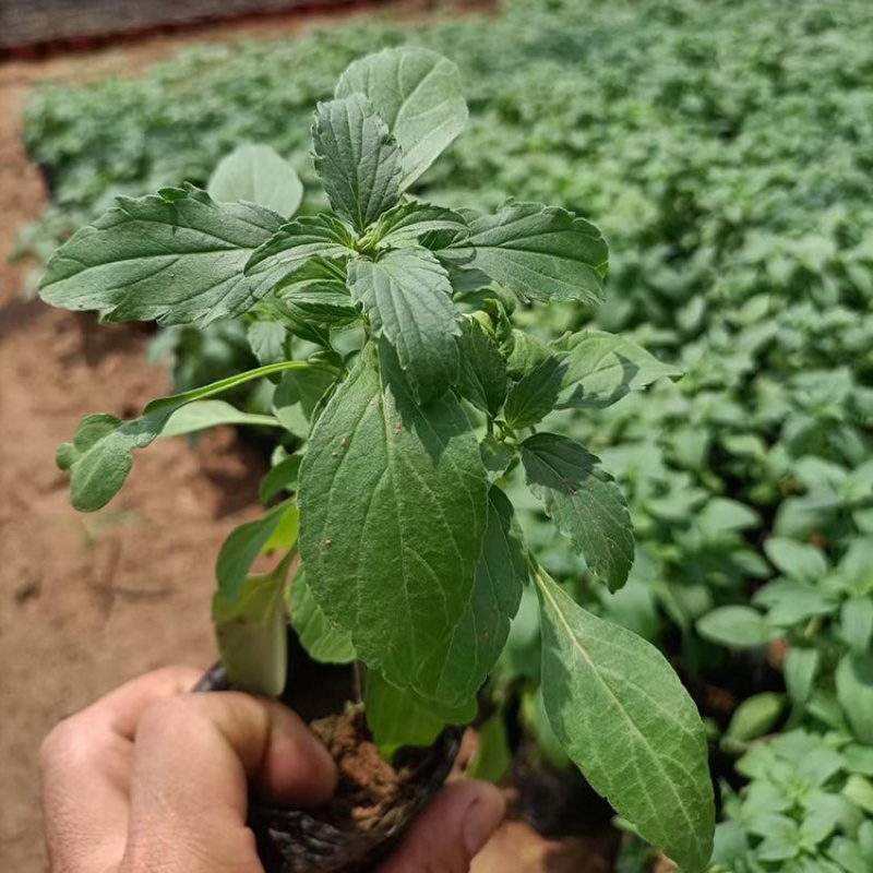草花鼠尾草，精品苗，一手货源，产地直发，大量供应