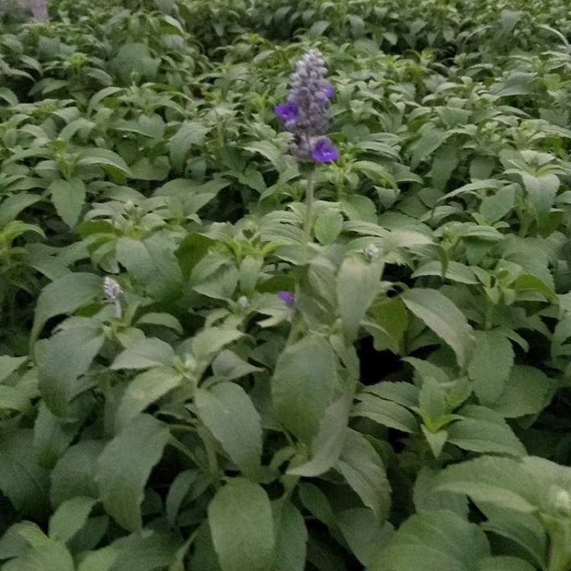 草花鼠尾草，精品苗，一手货源，产地直发，大量供应