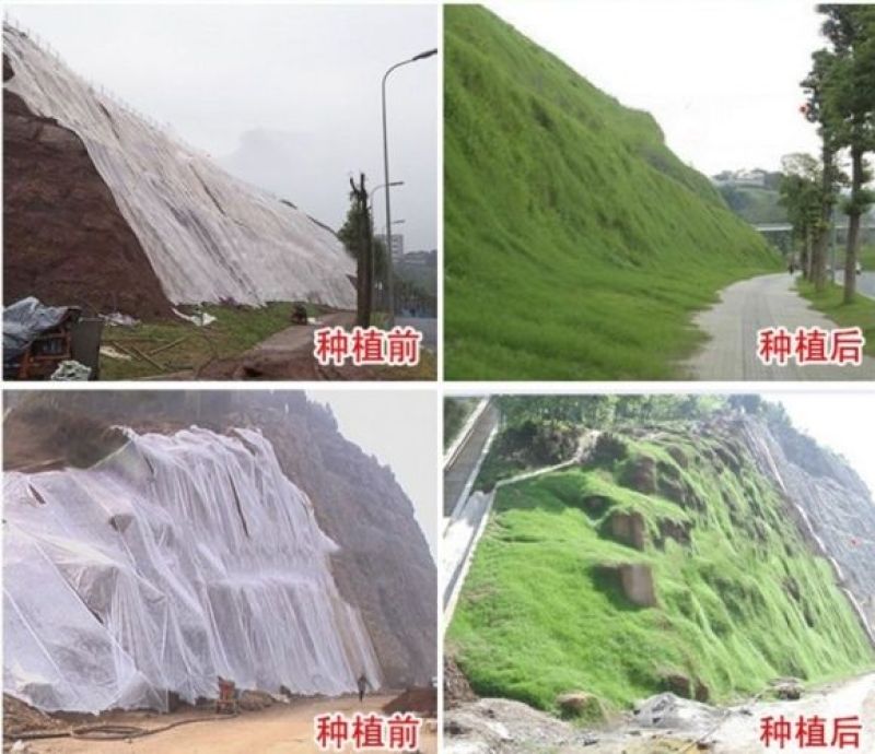 护坡固土草种护坡王草籽绿化草坪四季常青耐旱植物高速护坡草