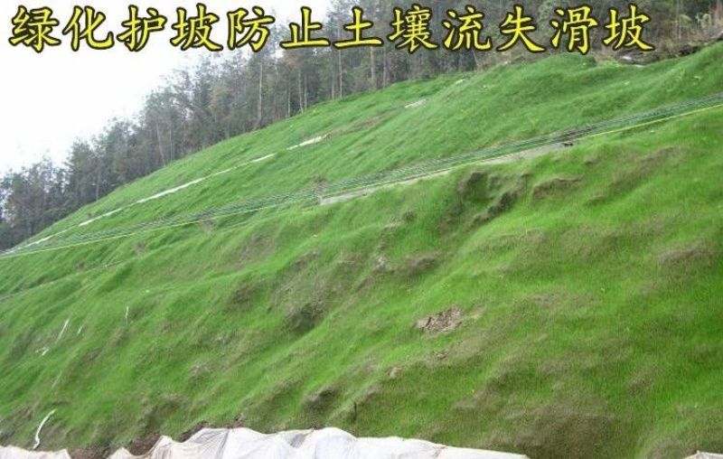 护坡固土草种护坡王草籽绿化草坪四季常青耐旱植物高速护坡草