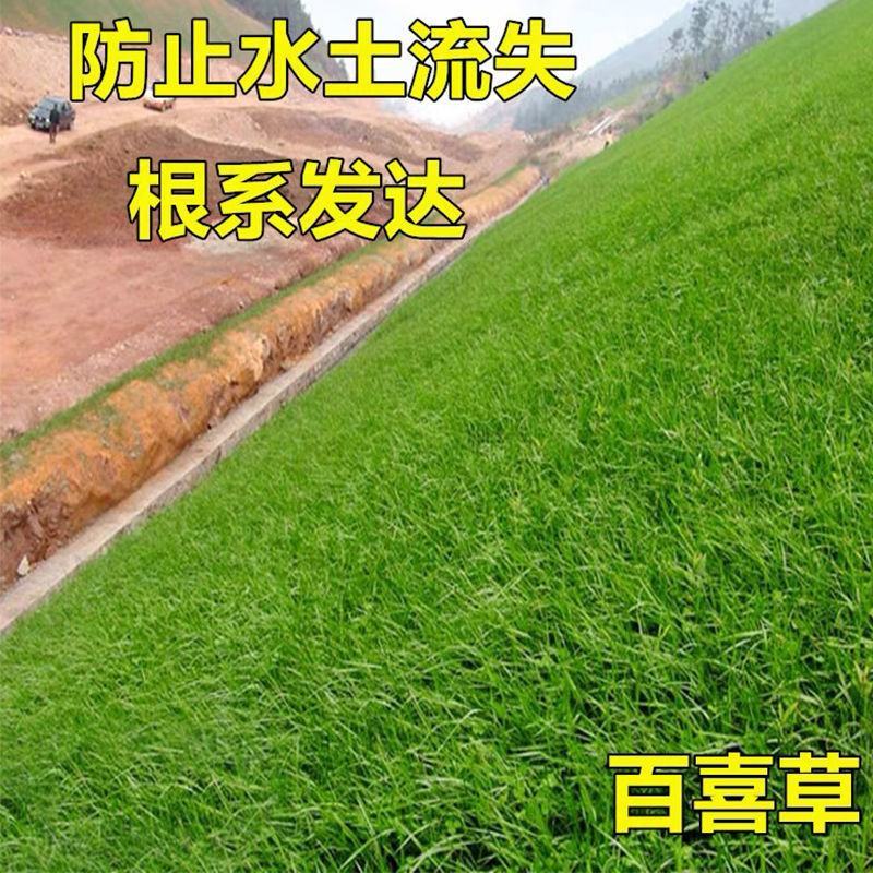 护坡固土草种护坡王草籽绿化草坪四季常青耐旱植物高速护坡草