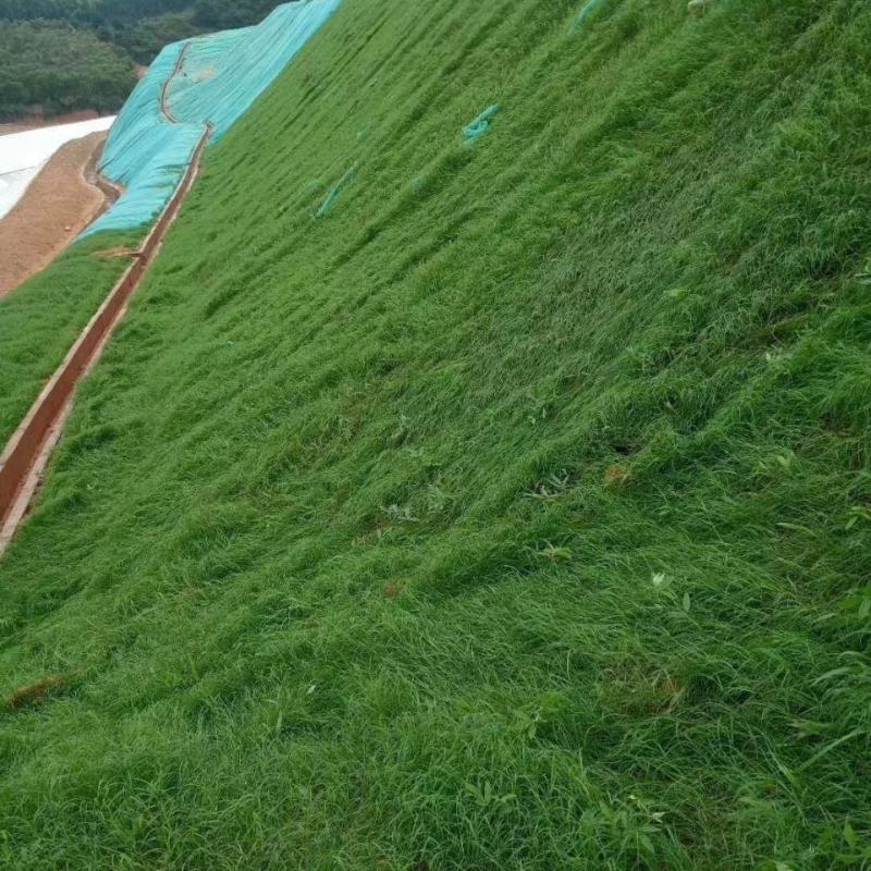 护坡固土草种护坡王草籽绿化草坪四季常青耐旱植物高速护坡草