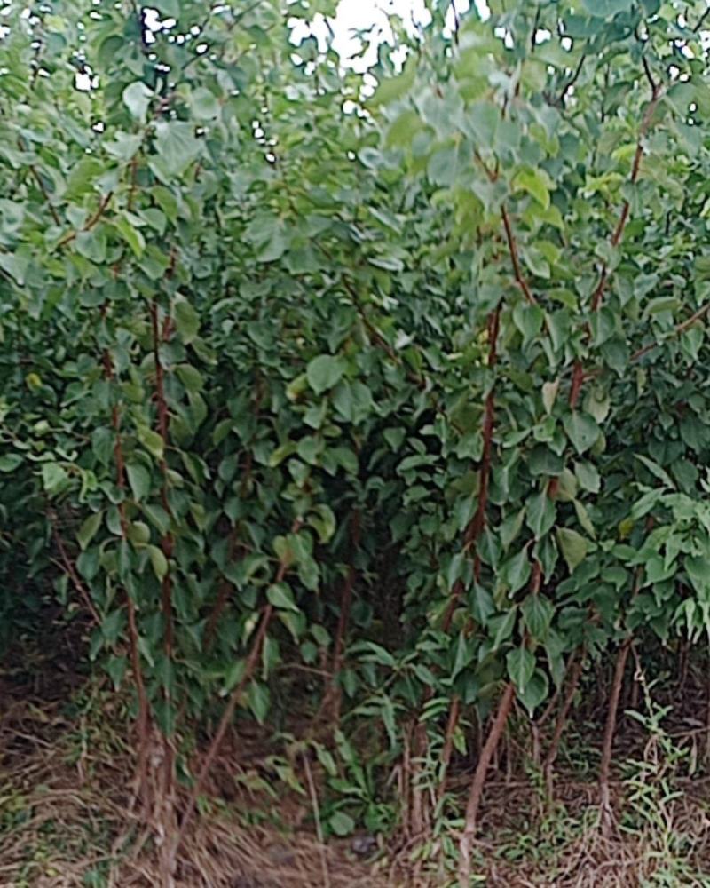 本苗圃大量供应售杏树苗，规格品种多，质量优，价格合理。