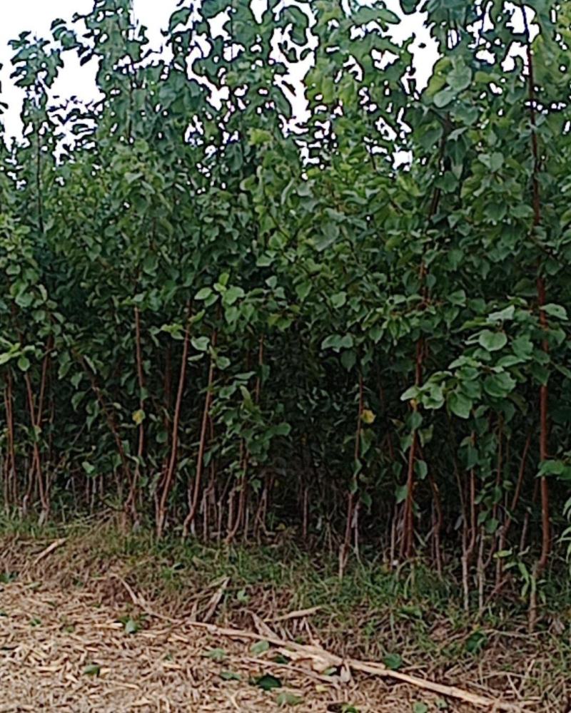 本苗圃大量供应售杏树苗，规格品种多，质量优，价格合理。