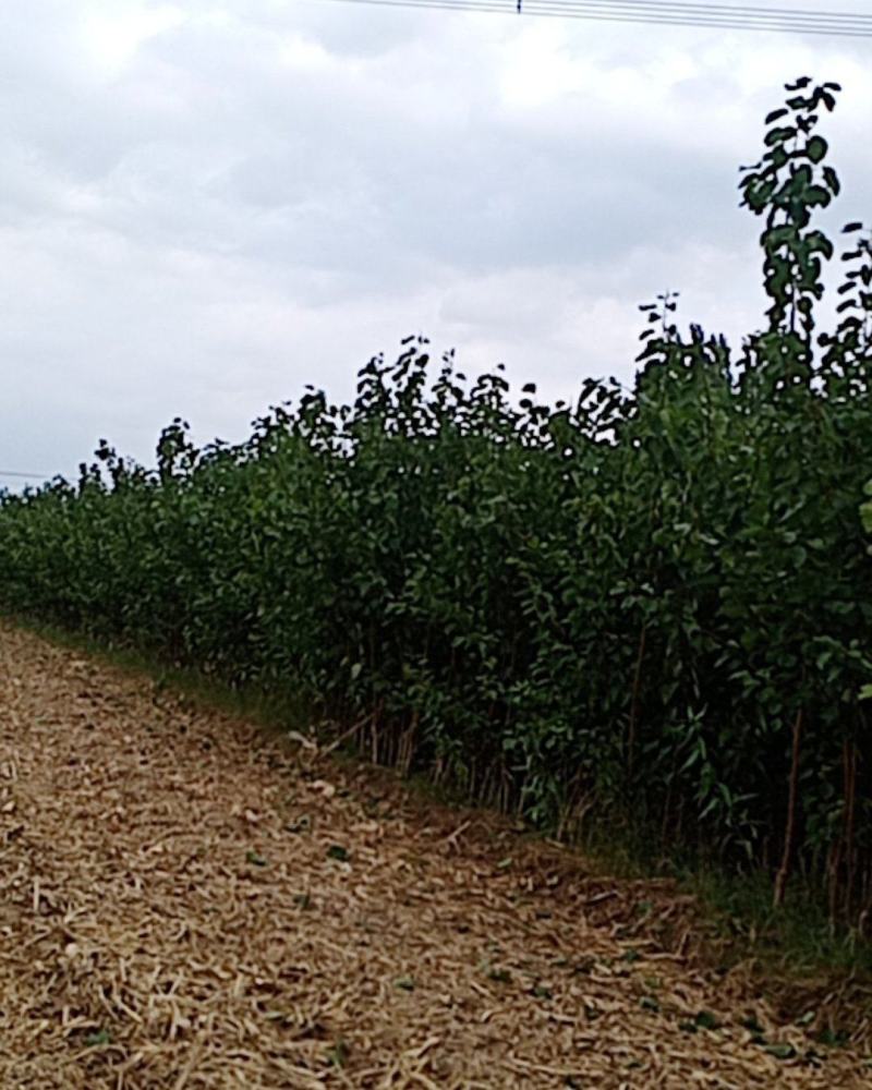 本苗圃大量供应售杏树苗，规格品种多，质量优，价格合理。