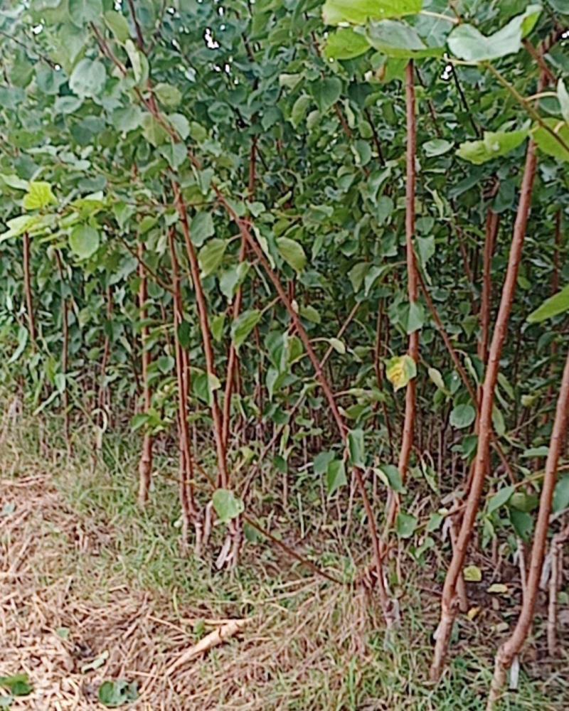 本苗圃大量供应售杏树苗，规格品种多，质量优，价格合理。