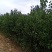 本苗圃大量供应售杏树苗，规格品种多，质量优，价格合理。