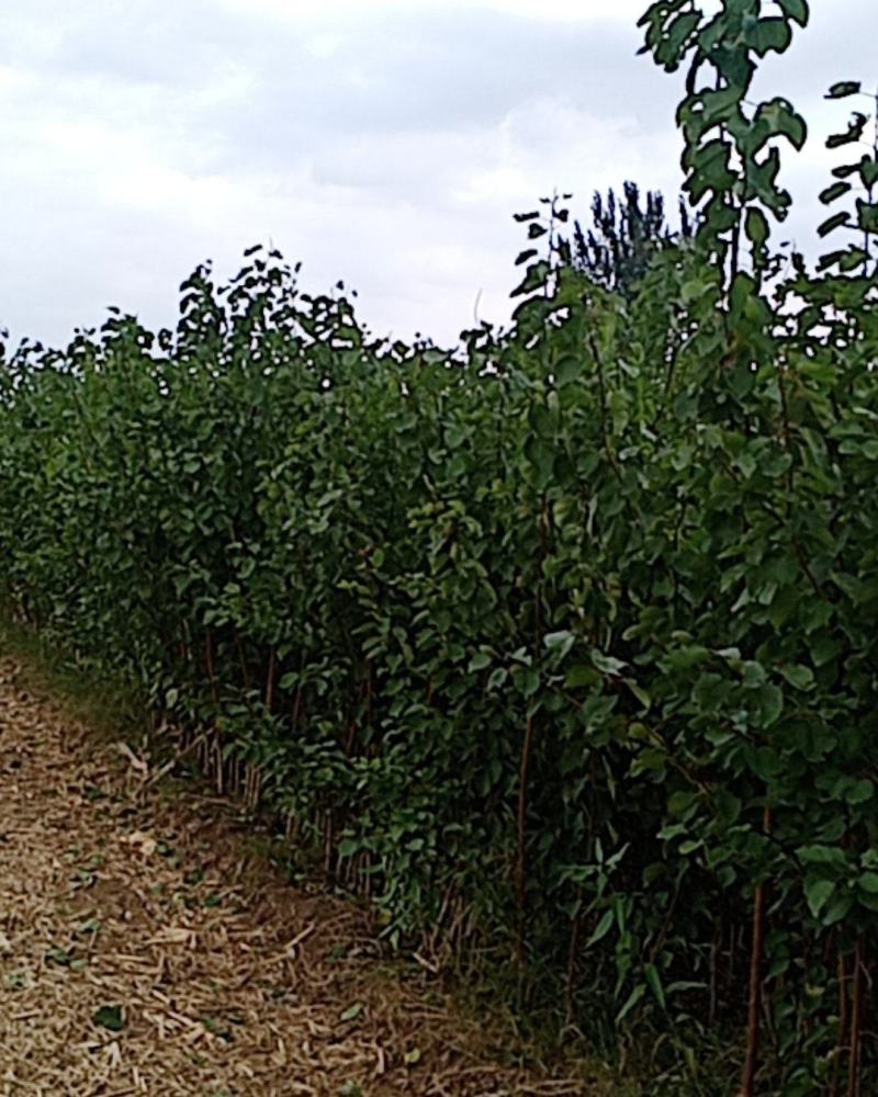 本苗圃大量供应售杏树苗，规格品种多，质量优，价格合理。