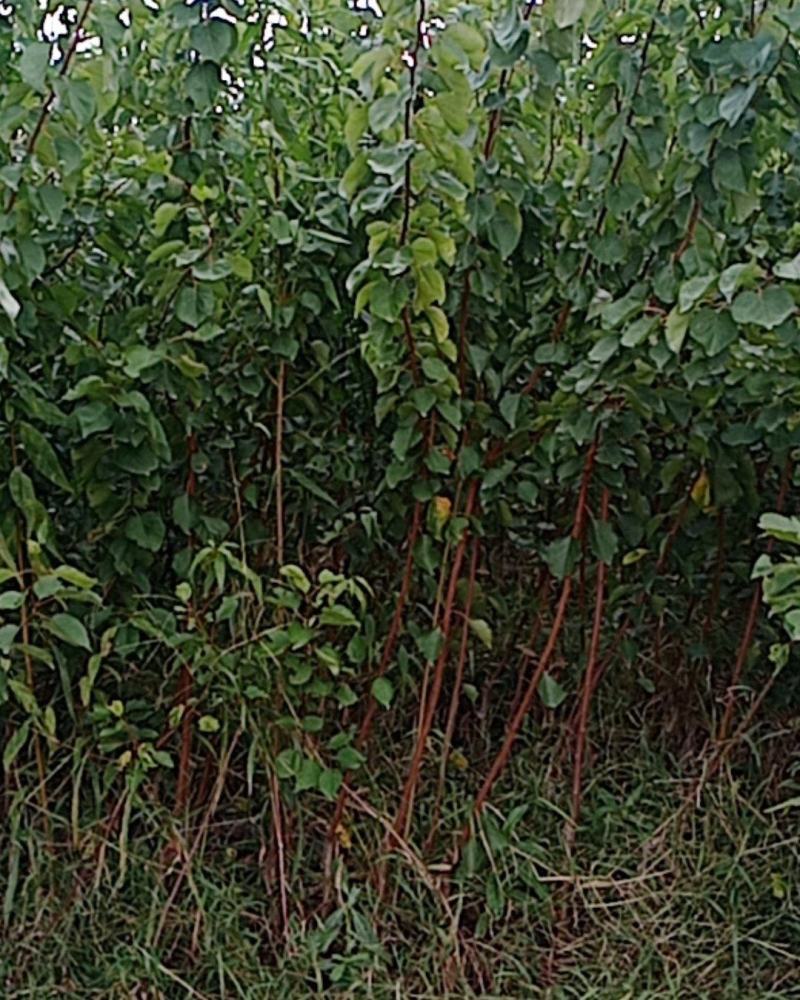 本苗圃大量供应售杏树苗，规格品种多，质量优，价格合理。