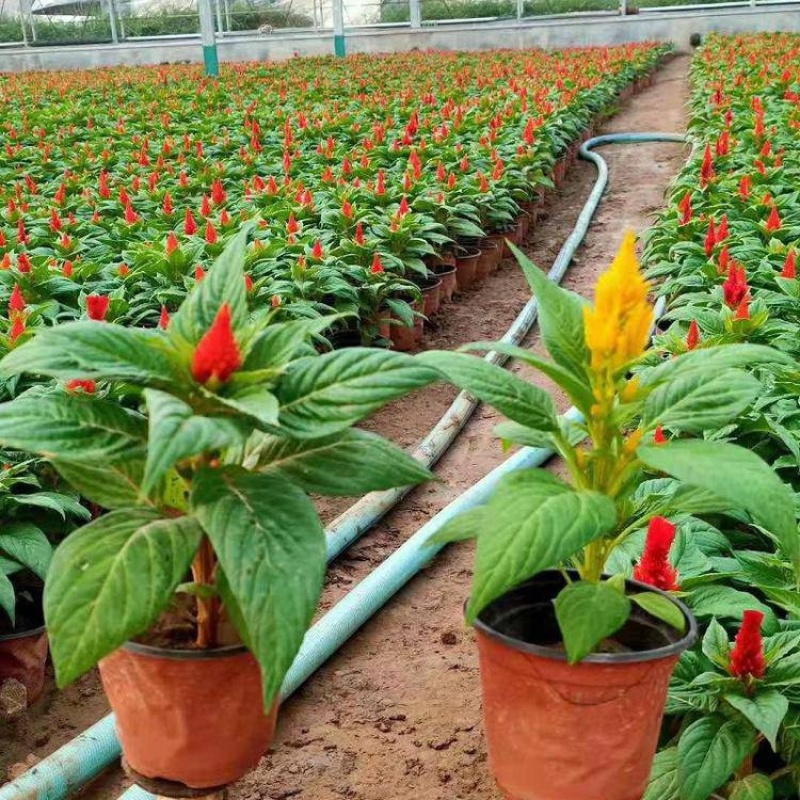 黄鸡冠花基地鸡冠花产地直发批发价格多色鸡冠花