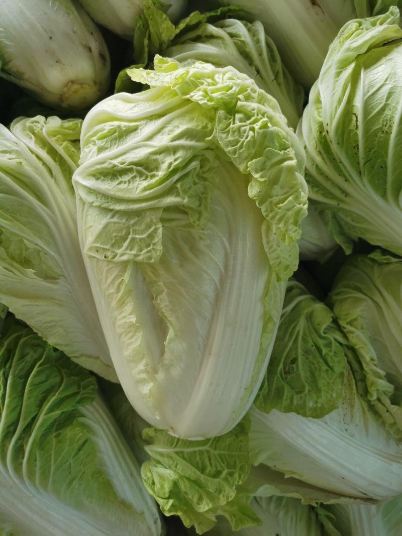 河南开封通许大白菜毛菜质量好价格不贵规格能挑不烧心无黑点干净