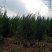本基地大量出售侧柏苗，规格全，质量好，价格优。