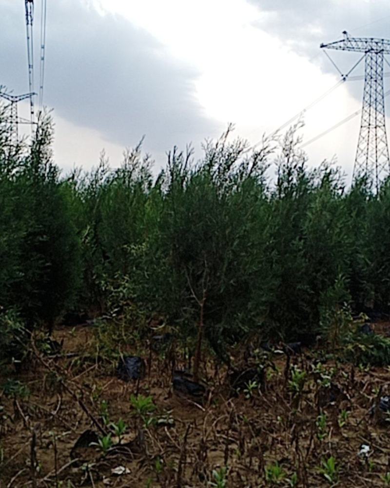 本基地大量出售侧柏苗，规格全，质量好，价格优。
