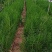 本基地大量出售侧柏苗，规格全，质量好，价格优。