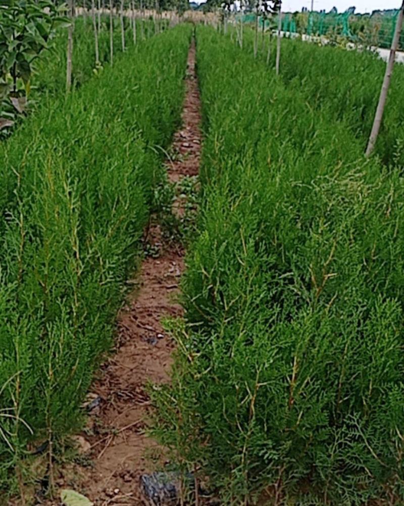 本基地大量出售侧柏苗，规格全，质量好，价格优。