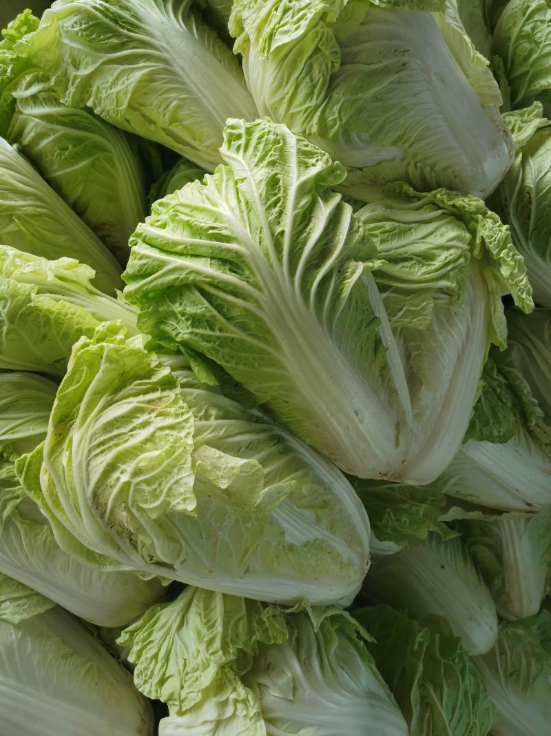 河南开封通许大白菜毛菜质量好价格不贵规格能挑不烧心无黑点干净