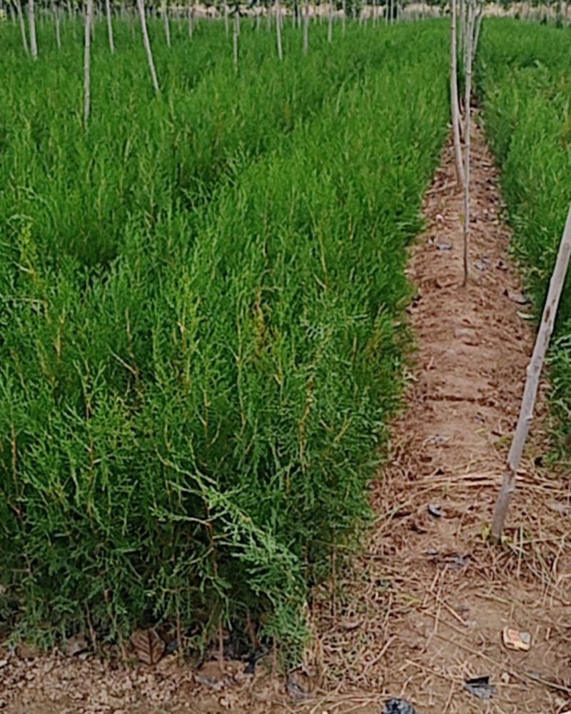 本基地大量出售侧柏苗，规格全，质量好，价格优。