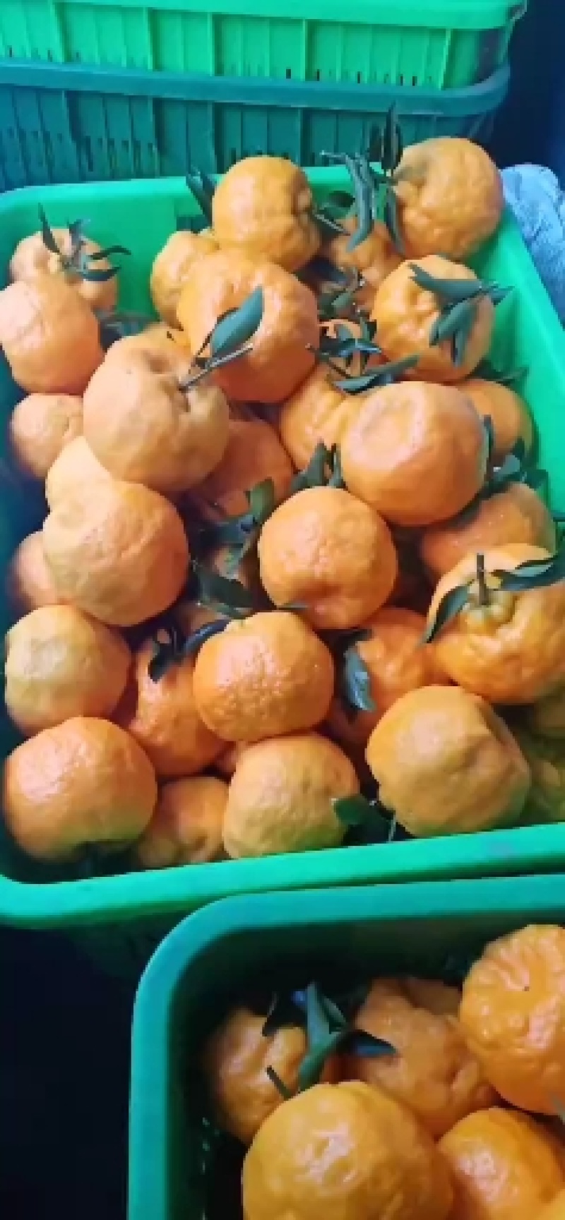 云南元江椪柑精品一手货源，产地直发各大市场供货