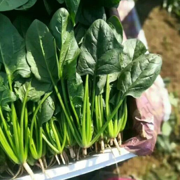 菠菜，山东潍坊菠菜，货源充足，可以视频看货