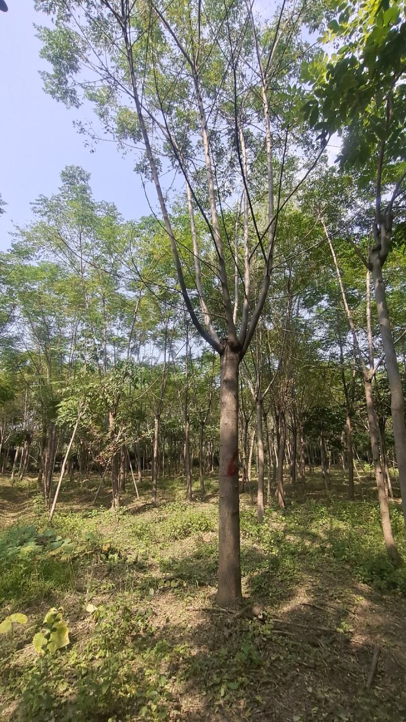 「优」苦練树苦练树練早树苦練树苗苦練绿化苗木哑巴树