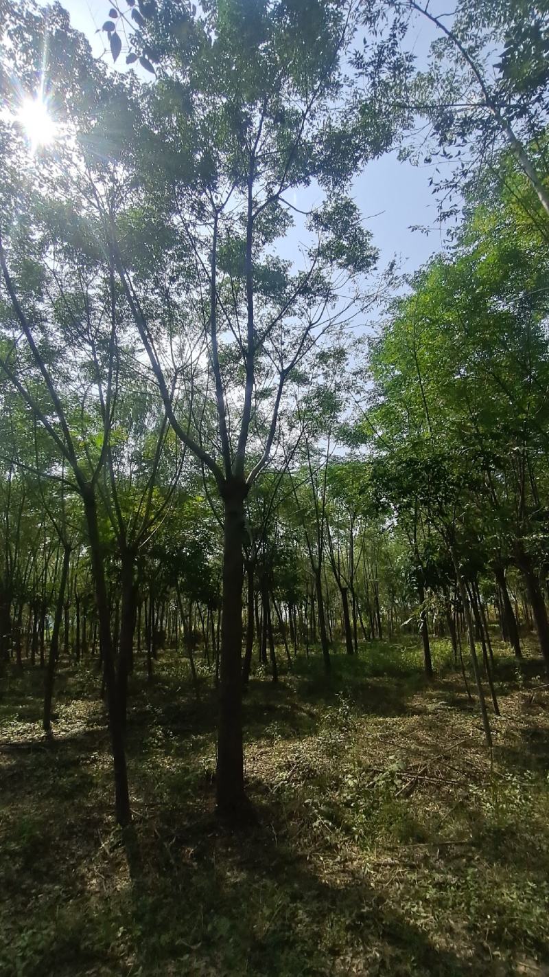 「优」苦練树苦练树練早树苦練树苗苦練绿化苗木哑巴树