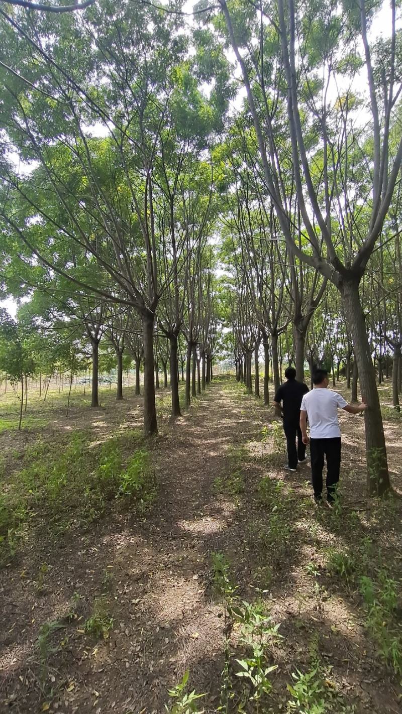 「优」苦練树苦练树練早树苦練树苗苦練绿化苗木哑巴树