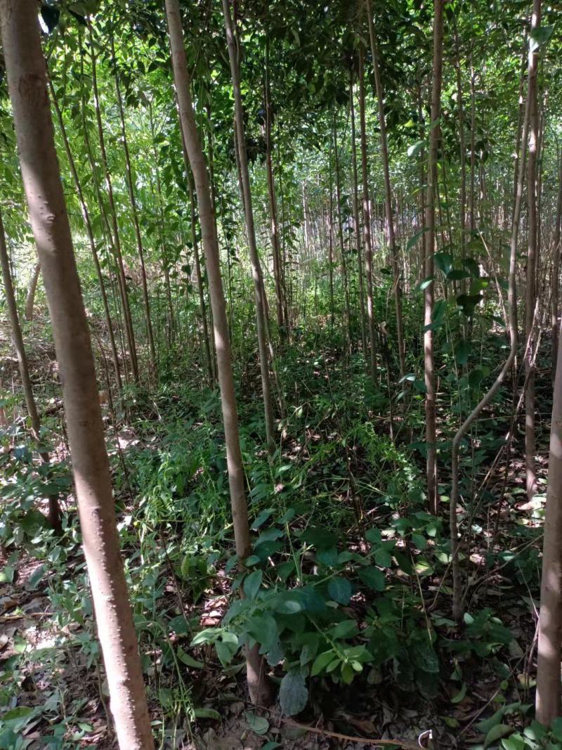 大叶女贞，高三米以上，米经两公分