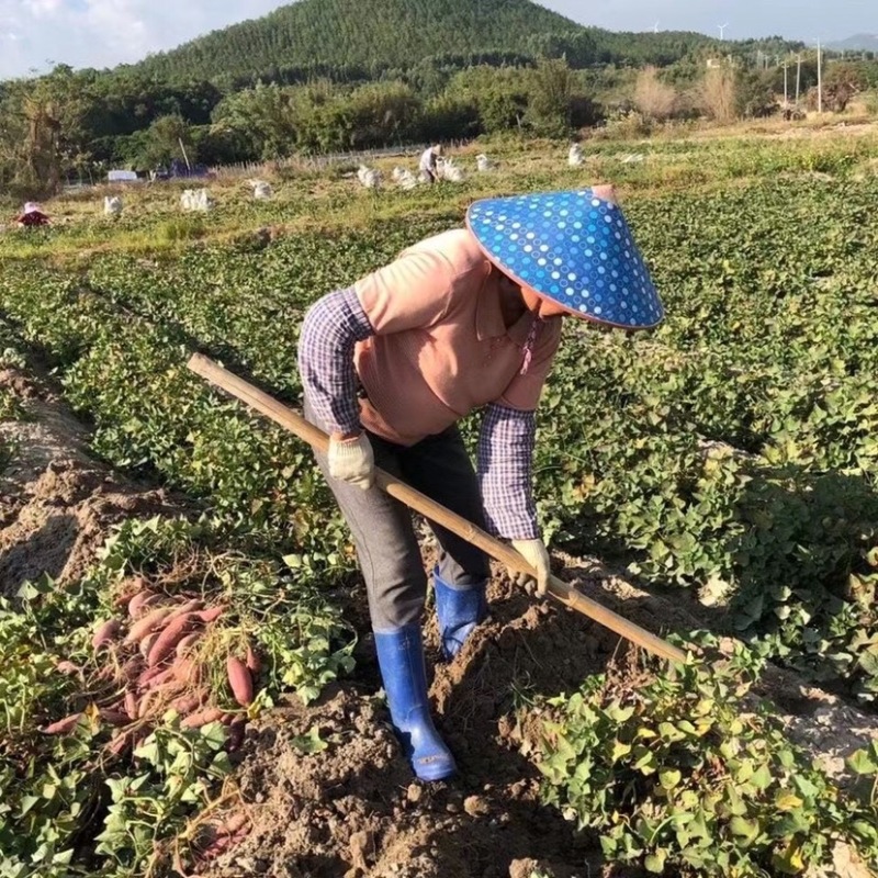 广东高州水库区沙地种植．面包王番薯．大量有货