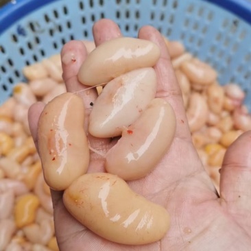新鲜鸡腰、鸡子批发