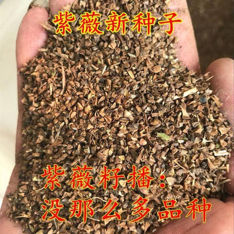 新采收紫薇种子紫薇花紫薇树种子火球红红火箭紫薇种子多年生