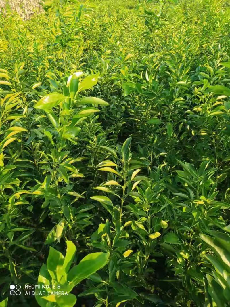 阳光1号苗