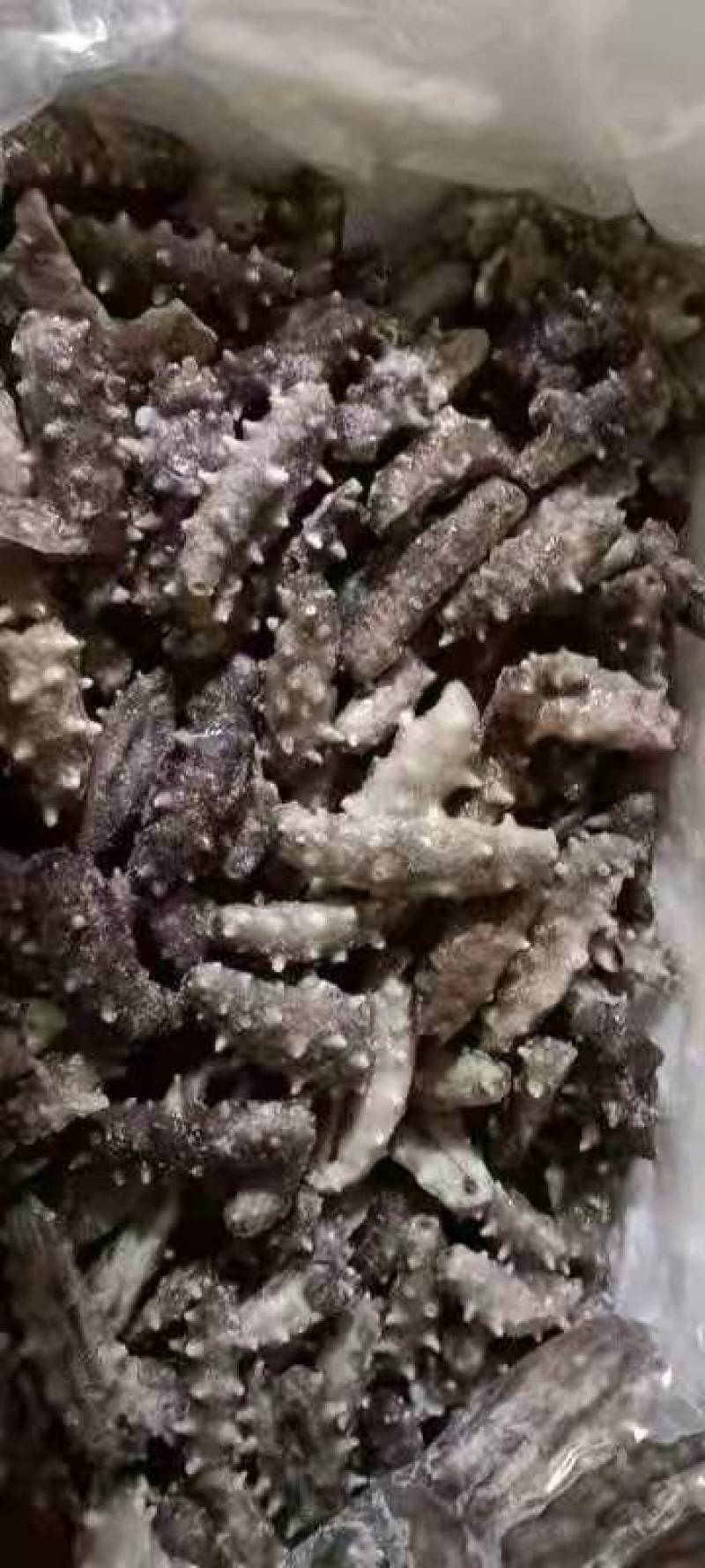 辽宁大连海参海参加工过程产生的断参，加工过程产生的