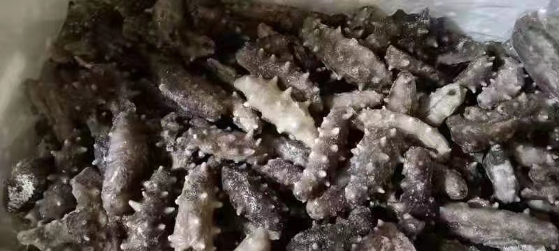 辽宁大连海参海参加工过程产生的断参，加工过程产生的