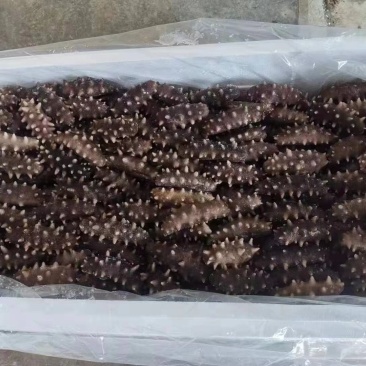 辽宁大连海参工厂小头海货海参，口感品相好的。