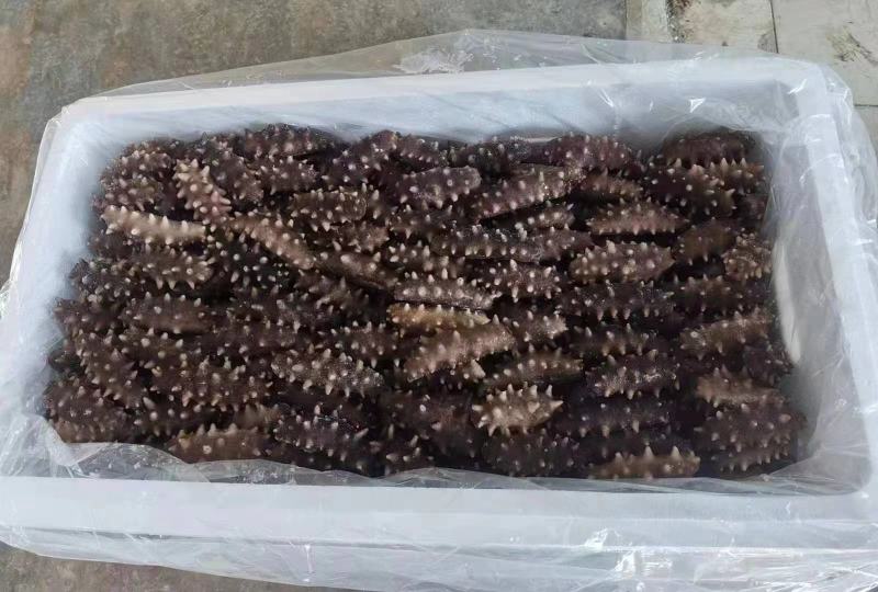 辽宁大连海参工厂小头海货海参，口感品相好的。