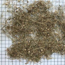 谷精草干净无杂质量大从优