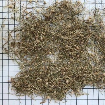 谷精草干净无杂质量大从优