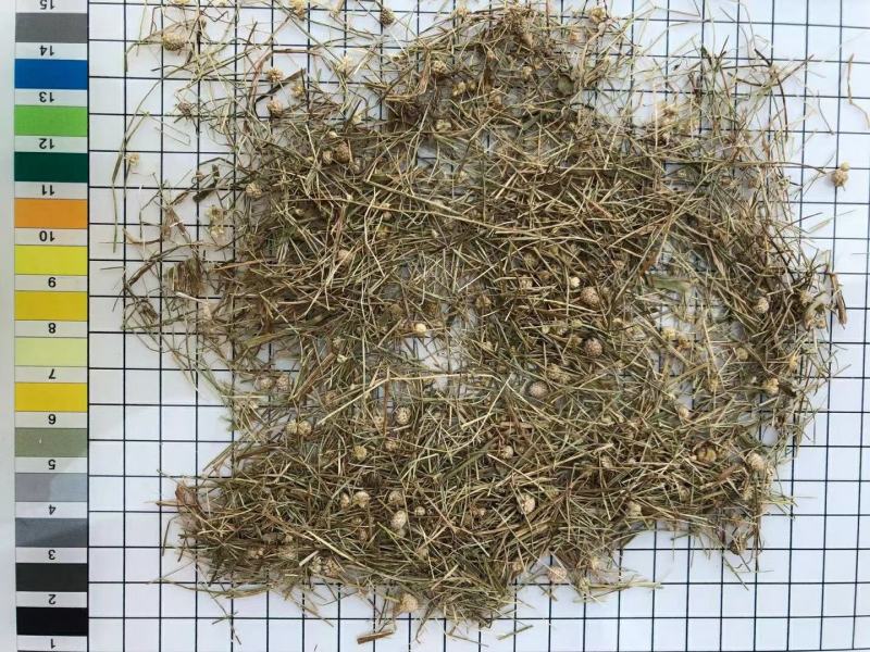 谷精草干净无杂质量大从优