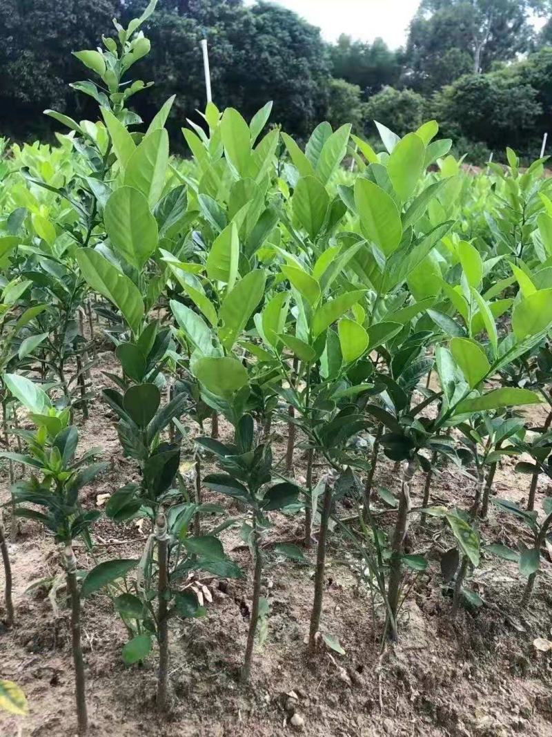 广东香水无仔柠檬，台湾柠檬苗
