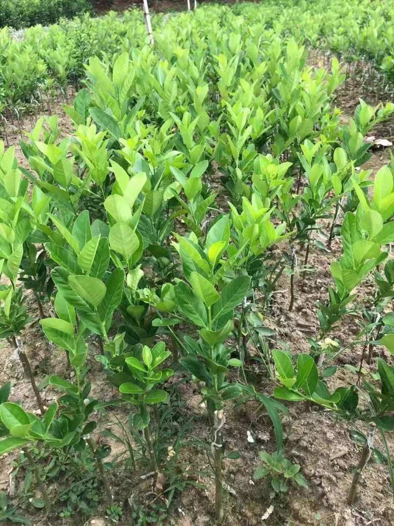 广东香水无仔柠檬，台湾柠檬苗