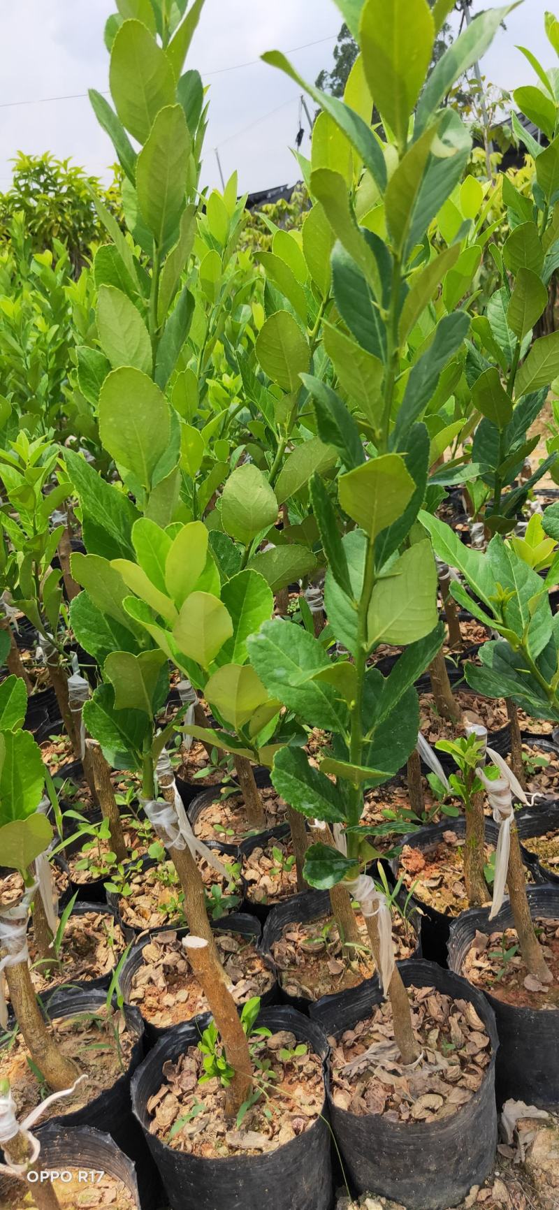 广东香水无仔柠檬，台湾柠檬苗
