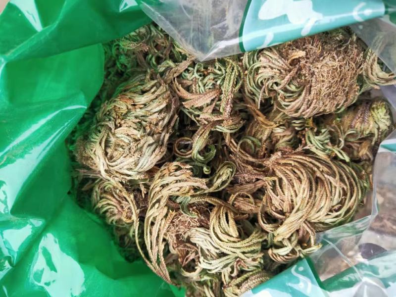 卷柏干货九死还魂草干净无杂质