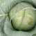 青海高原精品奥奇娜包菜大头菜，