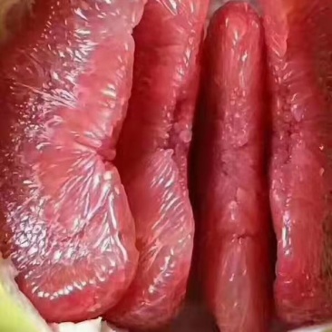 产地大量销售红心琯溪蜜柚，皮薄肉厚口感甜承接各类电商