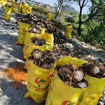 槟榔芋，产地直销，保证品质，农户地里现场采摘发货