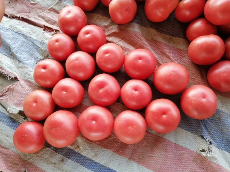 【精品】硬粉西红柿，个头均匀，量大优先，电话联系更优惠！